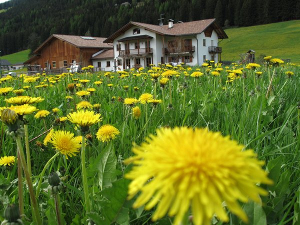 Position Farmhouse apartments Stifterhof Villabassa / Niederdorf