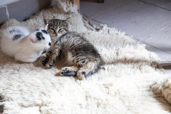 Foto degli animali
