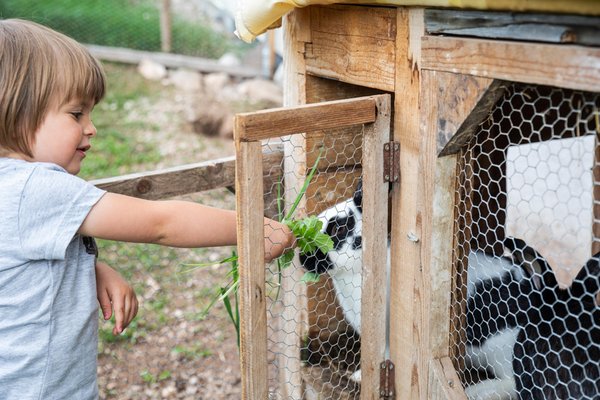 Foto degli animali