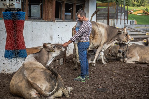 Foto degli animali