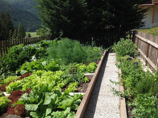 Photo of the vegetable garden