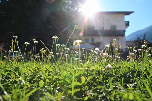 Photo of the garden Silandro / Schlanders