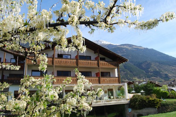 Foto esterno in estate Bamboo
