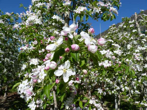 Raslgut - Farmhouse apartments 3 flowers Castelbello - Ciardes / Kastelbell - Tschars