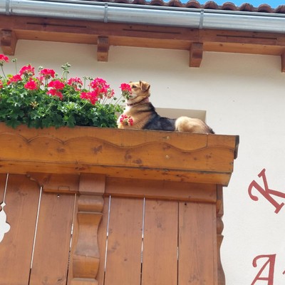 Foto del balcone Kaschonhof
