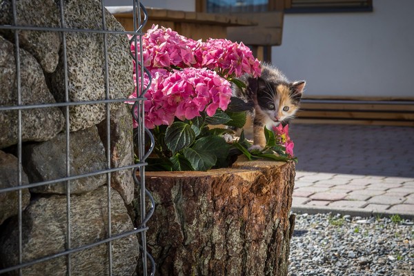 Foto degli animali