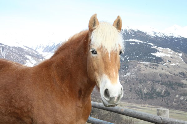 Foto degli animali