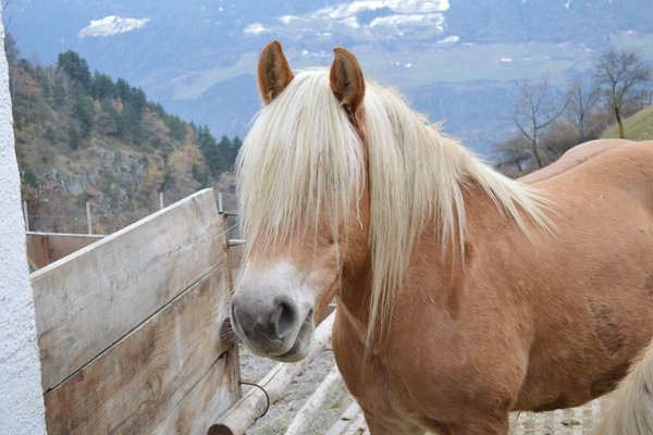 Foto degli animali