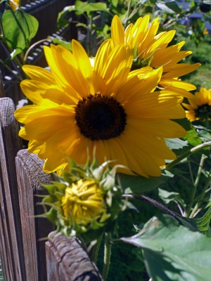 Foto vom Garten Schlanders