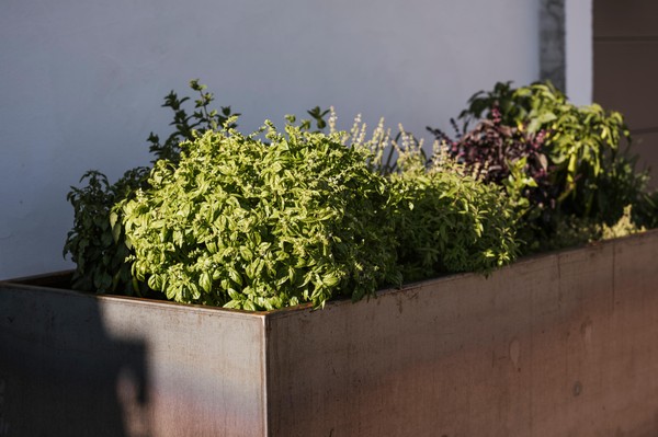Foto vom Garten Hafling