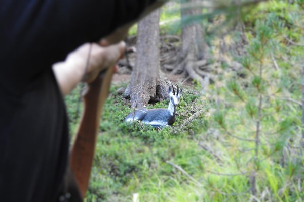 Foto degli animali