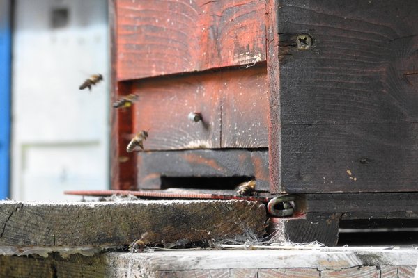 Foto di alcuni dettagli Moarhof