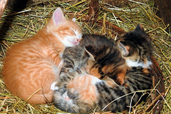 Foto degli animali