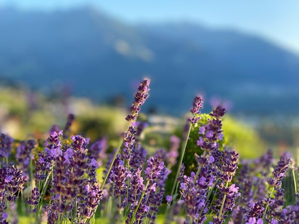 Foto del giardino Marlengo