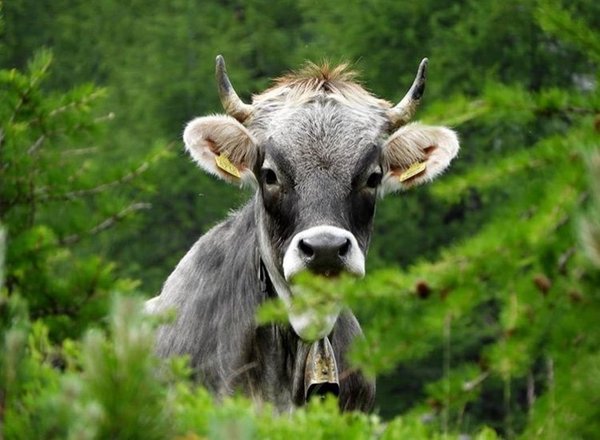 Tierfoto