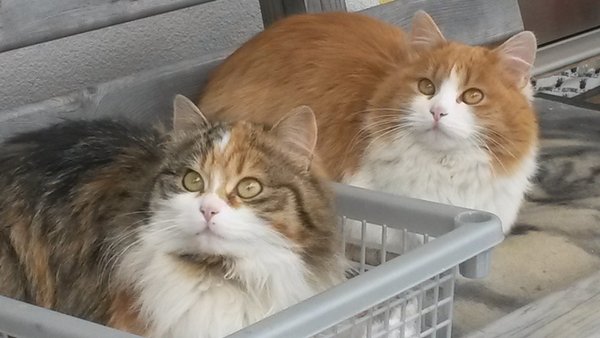 Foto degli animali