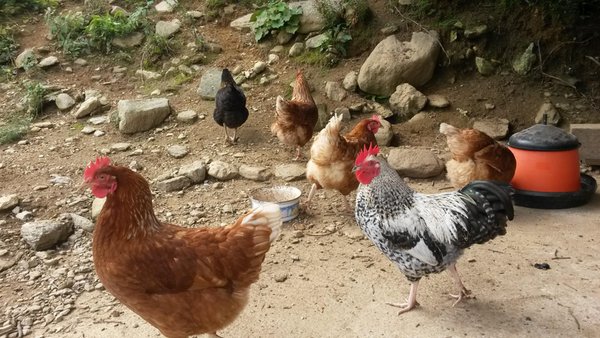 Foto degli animali