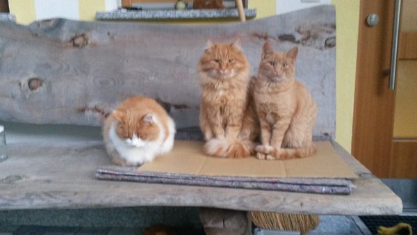 Foto degli animali
