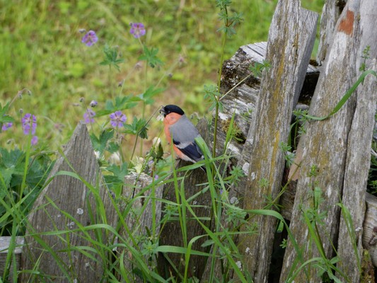 Tierfoto