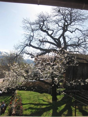 Foto vom Garten Partschins