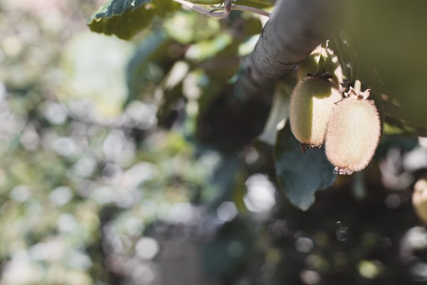 Foto di alcuni dettagli Im Tiefenbrunn