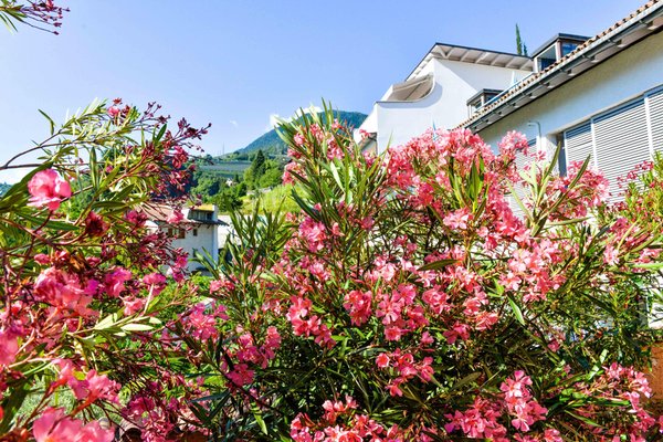 Foto Außenansicht im Sommer Kröllnerhof