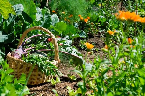 Photo of the garden Lana