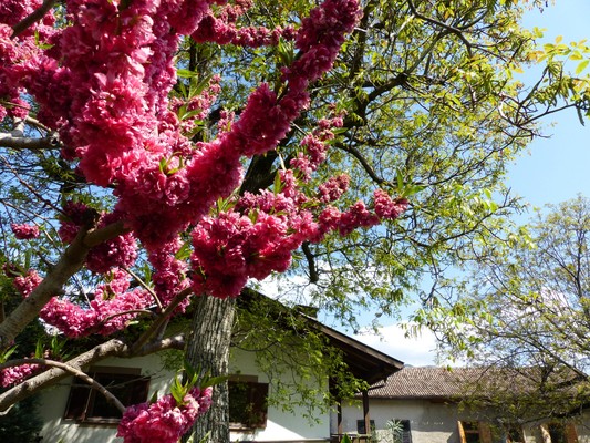 Photo of the garden Lana