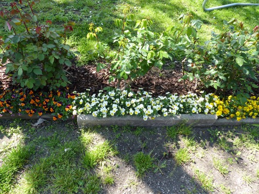 Photo of the garden Lana