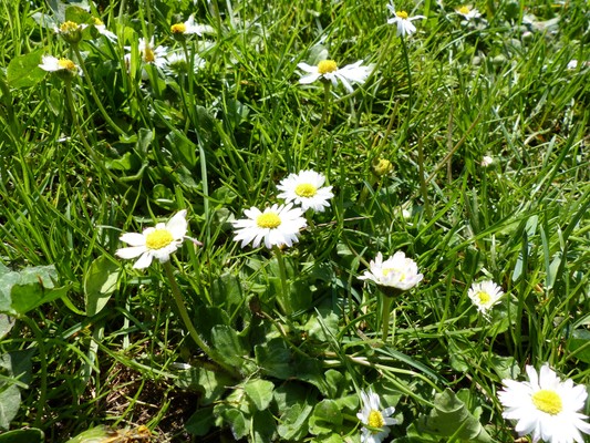 Photo of the garden Lana