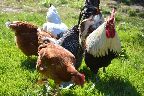 Foto degli animali