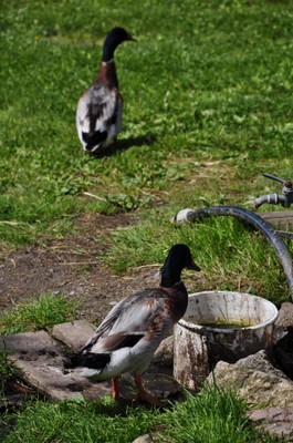 Photo of the animals