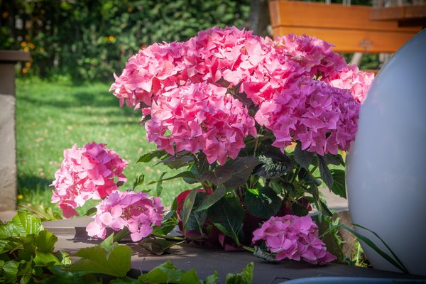 Foto del giardino Nalles