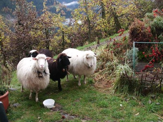 Ferienwohnungen auf dem Bauernhof Obkirchhof Ultental und Deutschnonsberg