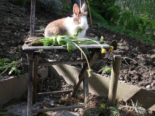 Ferienwohnungen auf dem Bauernhof Obkirchhof Ultental und Deutschnonsberg