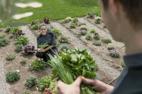 Photo of the vegetable garden