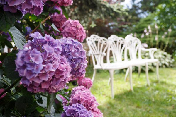 Foto del giardino Scena