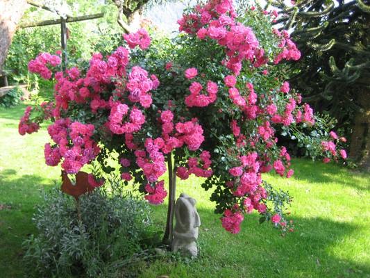 Foto del giardino Scena