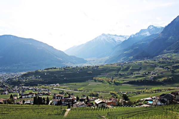 Panoramic view Scena / Schenna