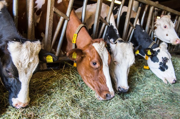 Photo of the animals