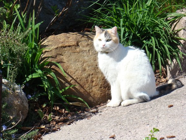 Foto degli animali
