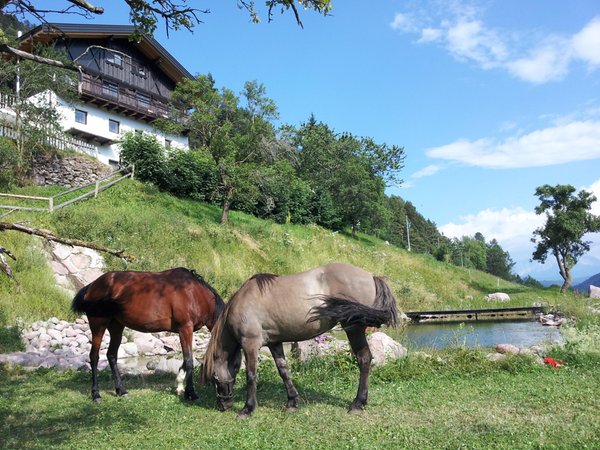 Photo of the animals