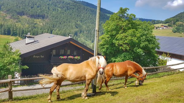 Photo exteriors in summer Burgerhof