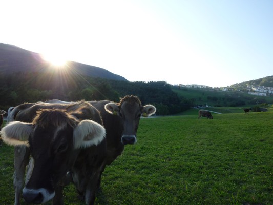 Ferienwohnungen auf dem Bauernhof Haflingerhof Jenesien - Sarntal - Mölten