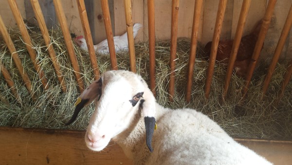 Ferienwohnungen auf dem Bauernhof Haflingerhof Jenesien - Sarntal - Mölten