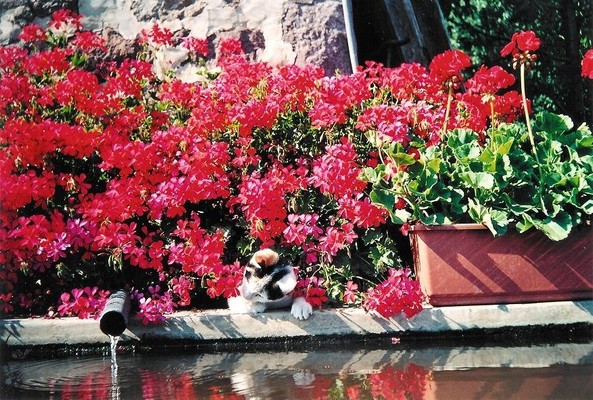 Foto vom Garten Jenesien