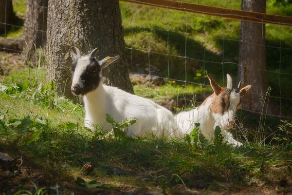 Foto degli animali