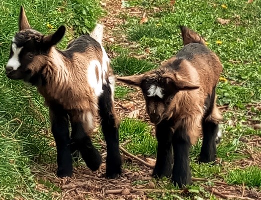 Tierfoto