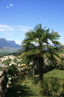 Foto del giardino Montagna (Strada del Vino Sud)