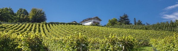 Photo gallery Bolzano / Bozen and surroundings summer